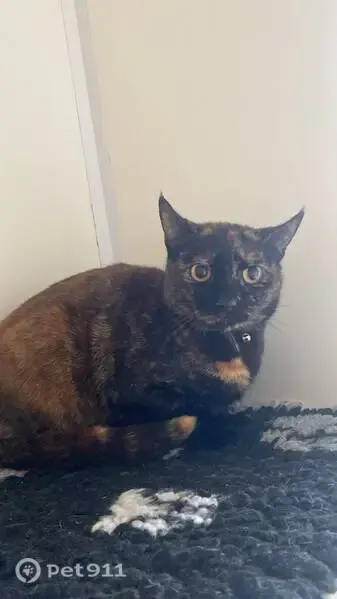Lost cat, Stonegate Road, 155, Adel — brown tortoiseshell female cat - photo