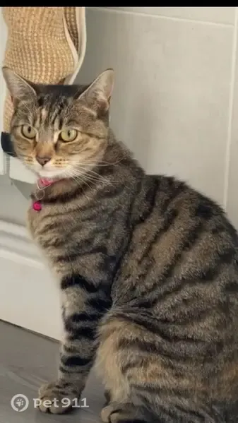 Lost female cat, Heather Road, Birmingham — pink collar with white paw prints - photo