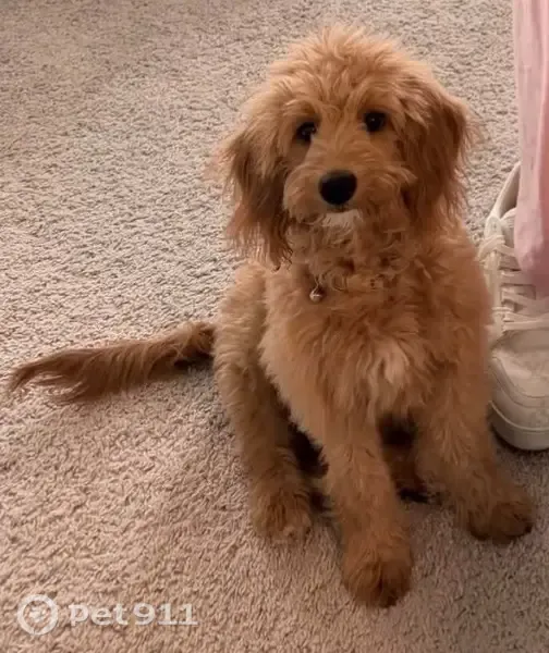 Lost Dog Female, Toll Mountain Street, 6921, North Las Vegas, Las Vegas — small apricot mini Goldendoodle - photo