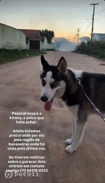 Cachorro perdido, Rua Aimores, 191, Araruama — husky siberiana vista em Bananeiras - photo