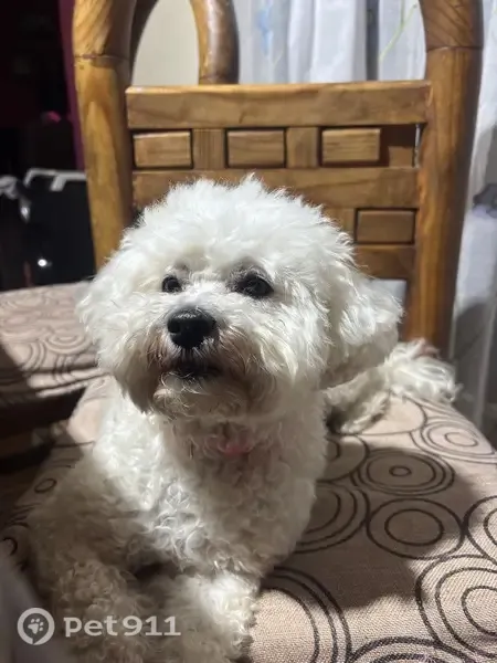 Perro perdido, hembra, Cimatl, 29, Ecatepec de Morelos, Mexico City — pequeña y lanuda - photo