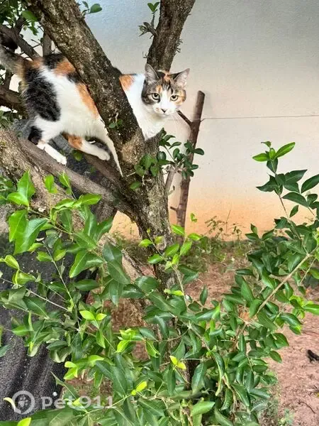 Gato perdido, Avenida Rodolfo Kivitz, 49 — fêmea tricolor, porte médio - photo
