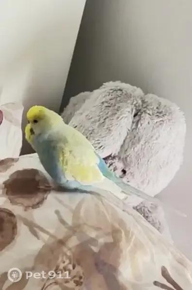 Lost bird, male, Blacktown, New South Wales, Sydney – blue-and-yellow budgie - photo