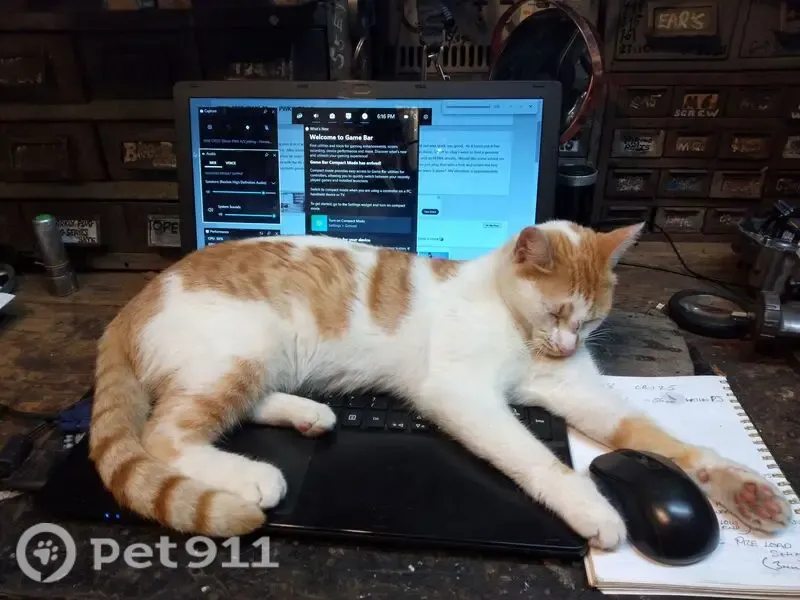 Lost cat, female, Winery Drive, Rockingham, Perth — white with ginger patches - photo
