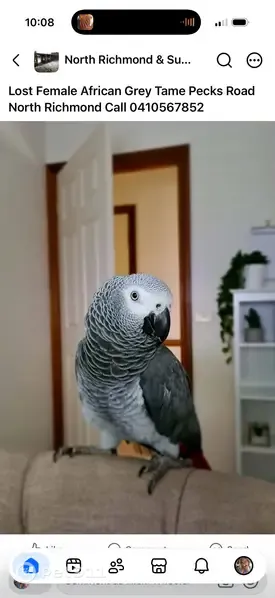 Lost bird, Pecks Road, 102, Hawkesbury City Council, Sydney — female, grey, tame and talks - photo