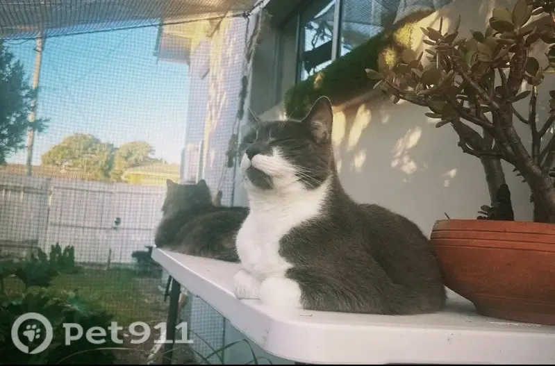 Lost male cat, Jacaranda Drive, 53, City of Moreton Bay, Oxford Park - grey and white shorthair - photo
