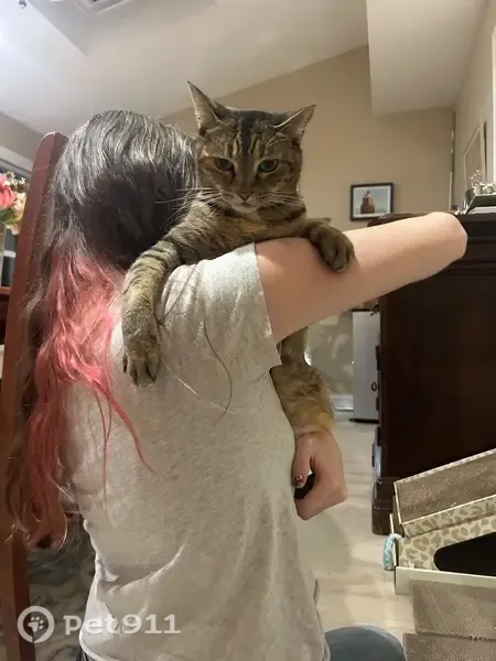 Lost female cat, Lido Drive, 1053, Annapolis — brown tabby with a cookie-dough-colored natural collar - photo