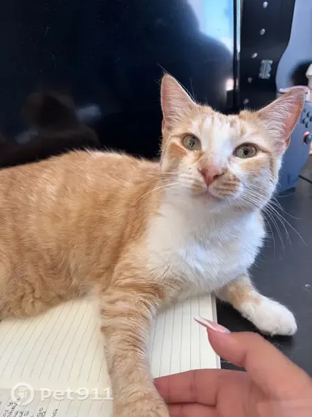 Gato perdido, Carrer Juan Sebastián Elcano, 3, Sant Joan d'Alacant, El Campello — hembra, ojos verdes - photo