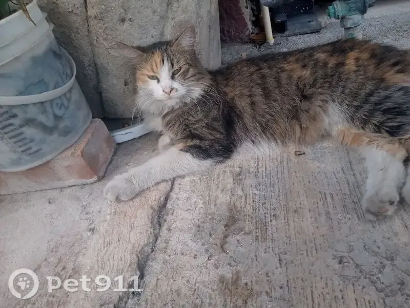 Gato perdido, Calle Casa de las Monjas, San Nicolás de los Garza, San Nicolas de los Garza — se revuelca en el piso - photo