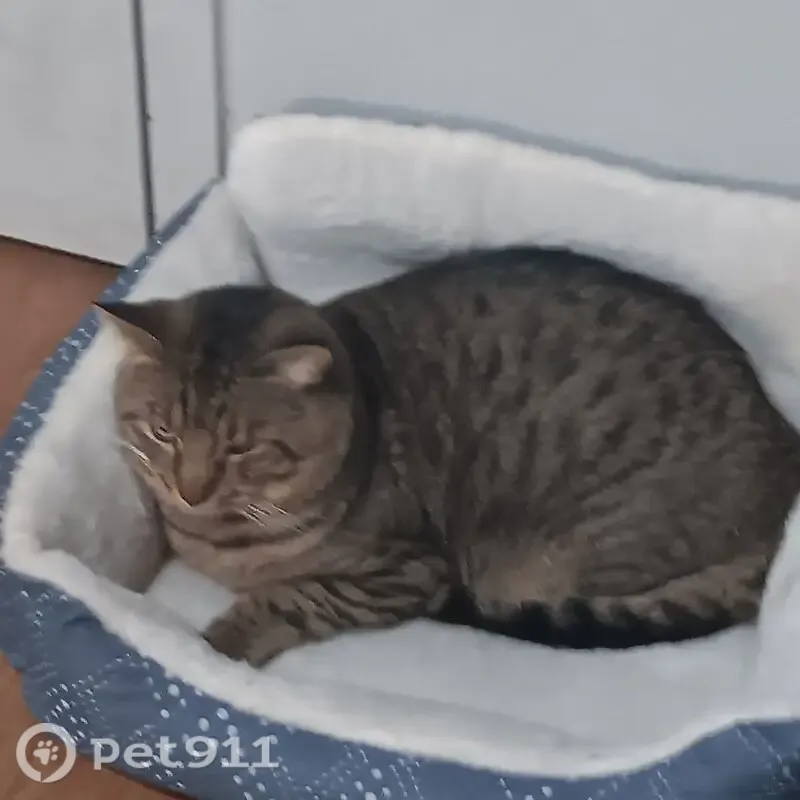 Lost cat, male, Interurban Avenue South, 14800, Tukwila — gray-brown with black markings - photo