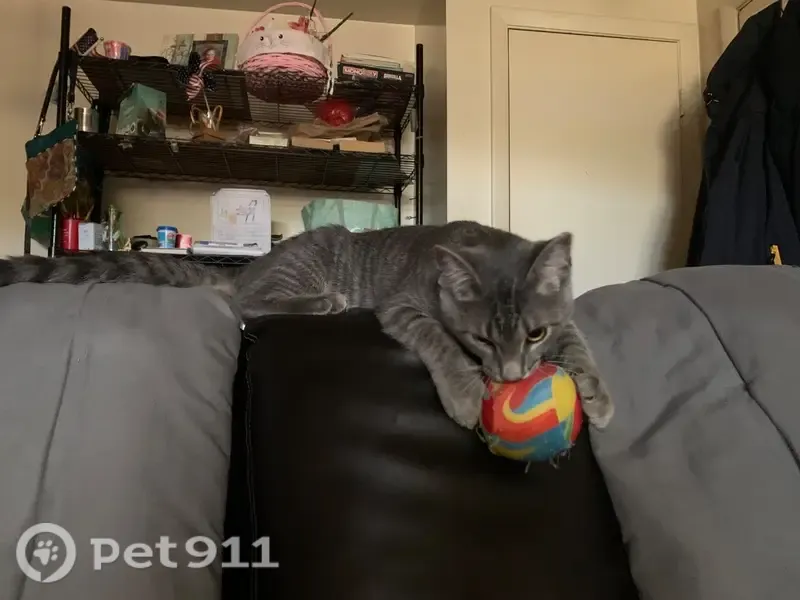 Lost cat, Tranquility Road, 17520, Purcellville — grey and white male with yellow eyes - photo