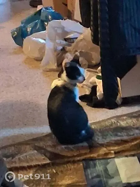 Lost male cat, Longbell Road, 991, Mossyrock — black-and-white tuxedo, very friendly - photo