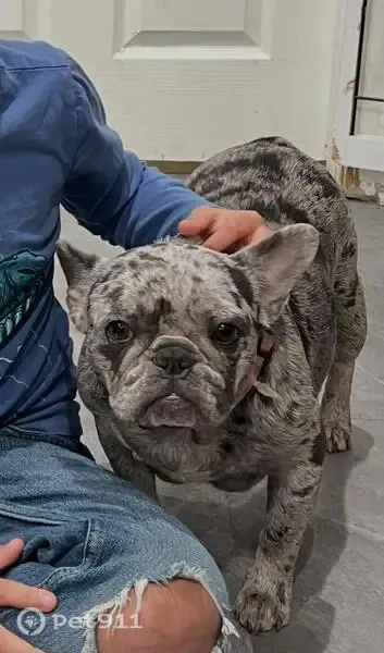 Lost dog, Brooklyn Avenue, 8425, Kansas City — female French bulldog with gray tones - photo