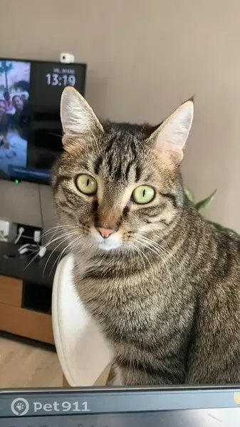 Gato perdido, Avinguda de la Costa Blanca, 66, Alacant, Pozuelo de Alarcon — muy cariñoso - photo