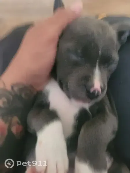 Lost dog, Menaul Boulevard Northeast, 12080, Albuquerque — 7-week-old blue-nose pit bull puppy - photo