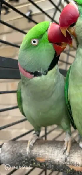 Lost Bird, Naomi Court, Knox City, Melbourne — male Alexandrine parrot - photo