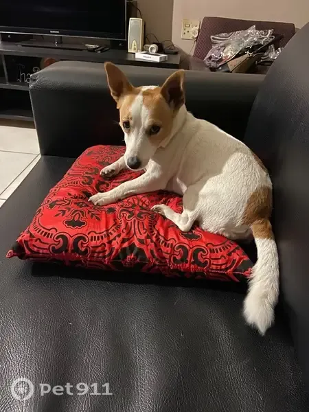 Lost Dog, Barrackpur Road, Bluff, Berea — female Jack Russell with white fur and tan patches - photo