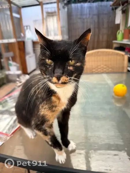 Lost Cat, Queen Victoria Street, 63, Bayside Council, Mascot — female tortoiseshell cat - photo