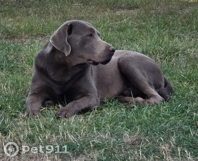 Lost Dog, male, Sloan Road, South Carolina, Spartanburg — silver Lab got out of a fence - photo
