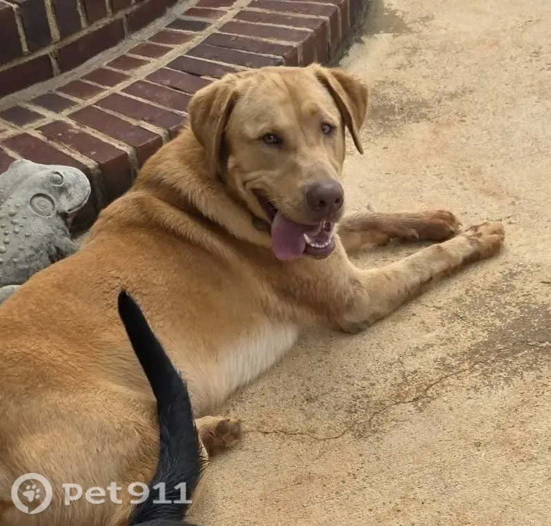 Lost Dog, Sloan Road, South Carolina, Spartanburg — male yellow Lab - photo