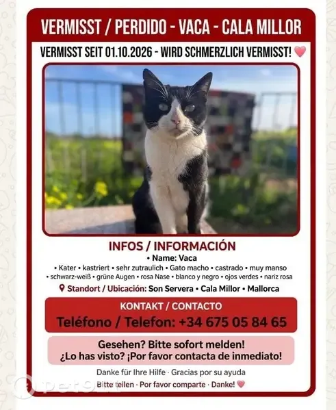Gato perdido, Calle Ametller, 1, Manacor — blanco y negro y muy manso - photo