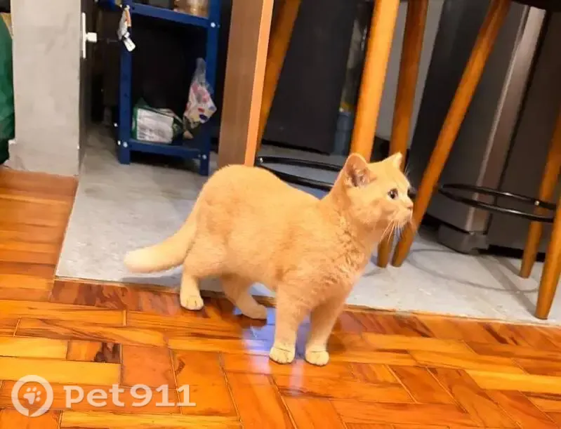 Gato perdido, macho, Rua Cincinato Braga, 393 — 6 meses, pelo laranja - photo