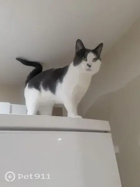 Lost cat, White Star Place, England, Southampton — male, grey and white fur - photo