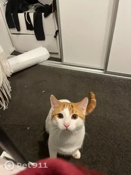 Lost cat, Griffiths Drive, 21A, Onkaparinga — male - photo
