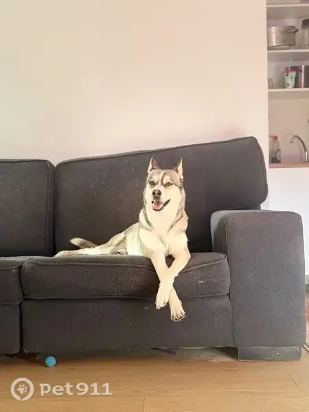 Perro perdido, hembra, Madrid, Comunidad de Madrid, Villaverde — marrón con blanco - photo