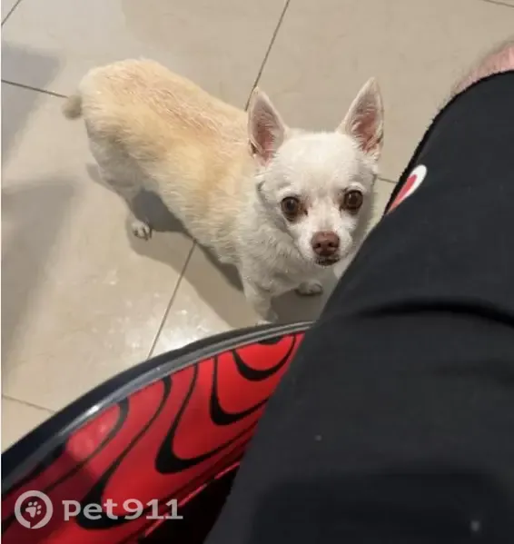 Lost dog, Palm Avenue, 4480, Hialeah, Miami — male with a brown nose - photo