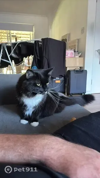 Lost female cat, Solander Street, 23, City of Moreton Bay, Burpengary — distinctive one-sided moustache - photo