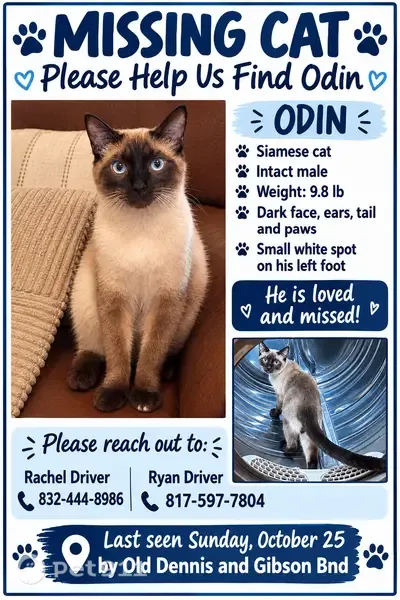 Lost male cat, Gibson Bend, 100, Weatherford, Weatherford — Siamese with white spot on left paw - photo