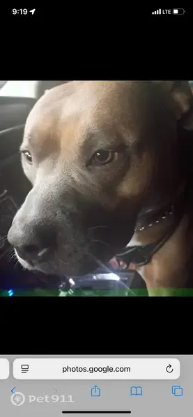 Lost dog, Elmora Avenue, Elizabeth — female tan pit bull terrier with a white chest - photo