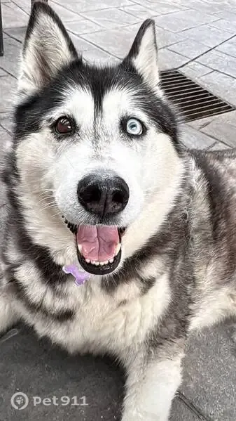 Lost dog, Jising Court, 13, Manningham, Strathfield — one blue eye and one brown eye - photo