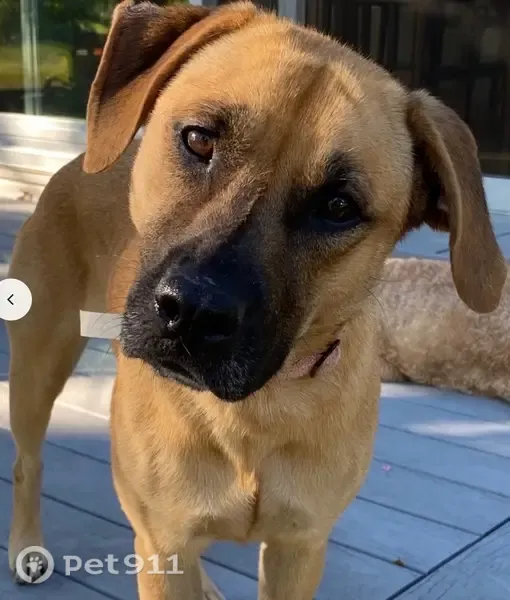 Lost dog, female, West Breda Avenue, 1468, Saint Paul, Falcon Heights — red reflective collar - photo