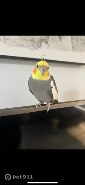 Lost bird, Grosvenor Place, 17, Tea Tree Gully, Para Hills — male, friendly and talkative - photo