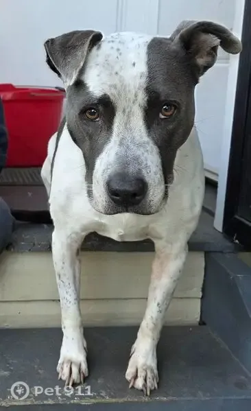 Lost dog, Oxford Park — female staffy mix, microchipped - photo