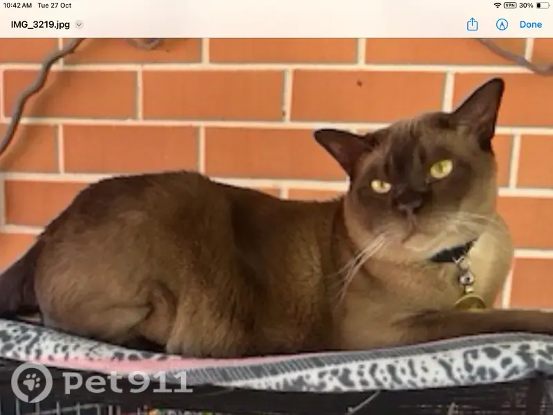 Lost male cat, Mary Street, 38, Stirling, Wembley — timid Burmese cat - photo