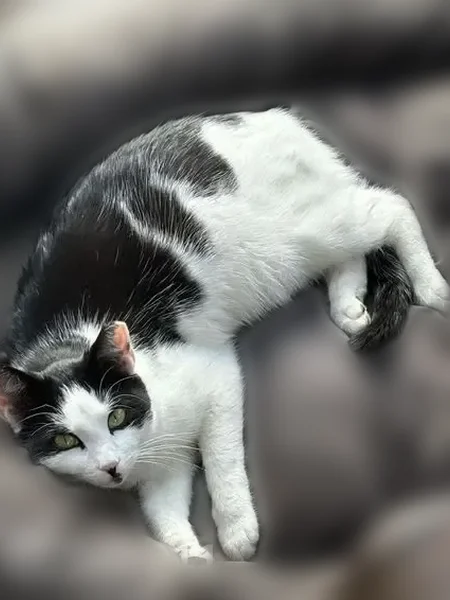 Lost female cat, North Gray Road, Carmel - black back with a white underbelly - photo