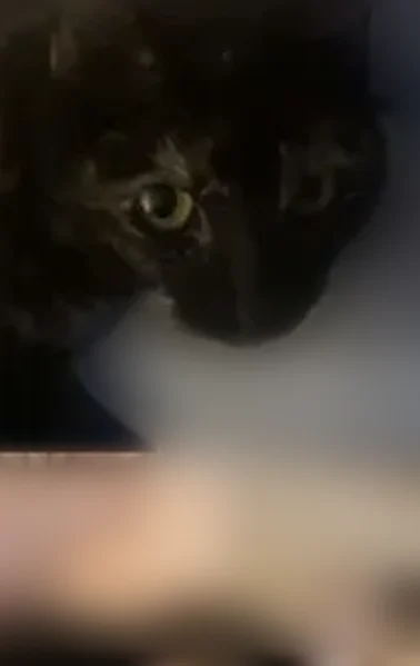 Lost Female Cat, Spruce Pine Lane, Huntsville - small with a black coat and tan spots - photo