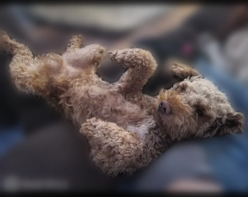 Lost male dog, Baltimore: mini Golden doodle with scruffy cut - photo