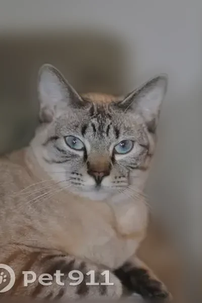Lost Female Cat, Del Clair Road, Fort Collins - Lynx Point Siamese - photo