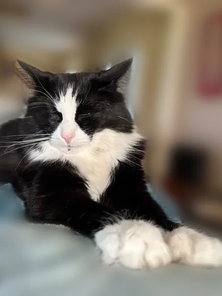 Lost male cat, Clayton Manor Drive, Chesapeake City - black and white tuxedo - photo