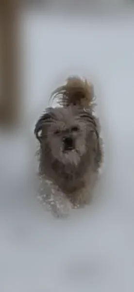 Lost female dog, South Genevieve Street, Burton - Shih Tzu mix - photo