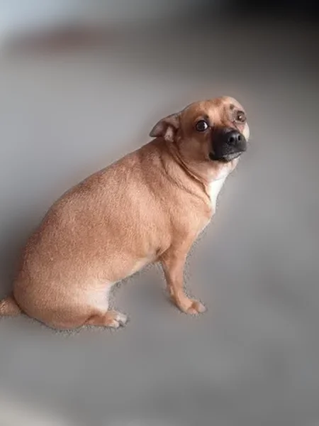 Lost female dog, Fairmont Avenue, Columbus - photo