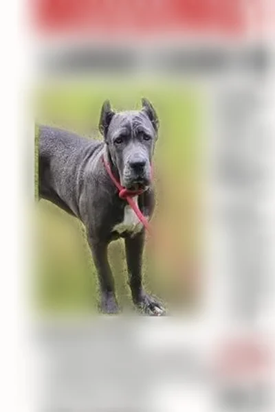Lost Female Dog, North Summit Street, Crescent City - Short Grey coat, white crest - photo
