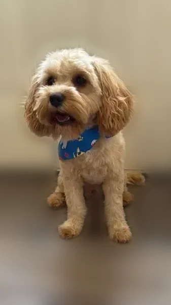 Missing dog Male, Houston (usl534987) - photo