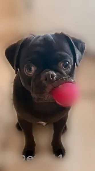 Lost male dog, Southwest 48th Terrace, Liberty Triangle - chocolate pug with honey brown eyes - photo