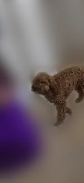 Lost male dog, Southwest 181st Street, Miami - brown mini poodle - photo