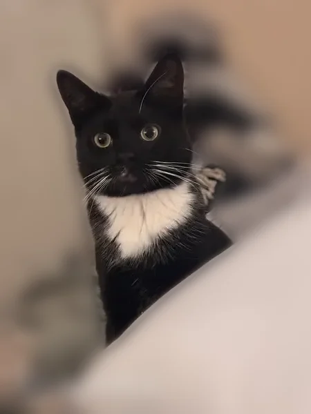 Lost male cat, Ganaraska Road, Port Hope - black and white fur - photo